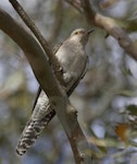 Pallid cuckoo. Adult. Gippsland, Victoria, Australia, October 2007. Image © Sonja Ross by Sonja Ross.