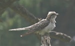 Pallid cuckoo. Adult female. Otakeho, South Taranaki, February 2021. Image © Alan Tennyson by Alan Tennyson.