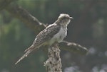 Pallid cuckoo. Adult female. Otakeho, South Taranaki, February 2021. Image © Alan Tennyson by Alan Tennyson.