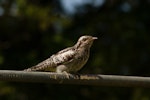 Pallid cuckoo. Juvenile. Rockville, Collingwood, December 2019. Image © Bradley Shields by Bradley Shields.