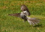 Pallid cuckoo. Juvenile landing from flight. Rockville, Collingwood, December 2019. Image © Bradley Shields by Bradley Shields.