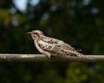 Pallid cuckoo. Juvenile. Rockville, Collingwood, December 2019. Image © Bradley Shields by Bradley Shields.