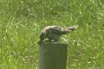 Pallid cuckoo. Adult female using post to manipulate a noctuid moth. Otakeho, South Taranaki, February 2021. Image © Alan Tennyson by Alan Tennyson.