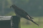 Pallid cuckoo. Adult female eating a Nyctemera (magpie moth) caterpillar. Otakeho, South Taranaki, February 2021. Image © Alan Tennyson by Alan Tennyson.