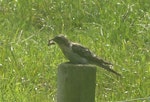 Pallid cuckoo. Adult female eating a noctuid moth. Otakeho, South Taranaki, February 2021. Image © Alan Tennyson by Alan Tennyson.