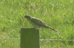 Pallid cuckoo. Adult female eating a worm. Otakeho, South Taranaki, February 2021. Image © Alan Tennyson by Alan Tennyson.