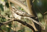 Pallid cuckoo. Juvenile, passage migrant. Canberra, Australia, February 2016. Image © RM by RM.