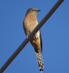 Fan-tailed cuckoo. Spring migrant, adult. Canberra, October 2018. Image © R.M. by R.M..