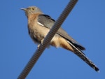 Fan-tailed cuckoo. Spring migrant, adult. Canberra, October 2018. Image © R.M. by R.M..