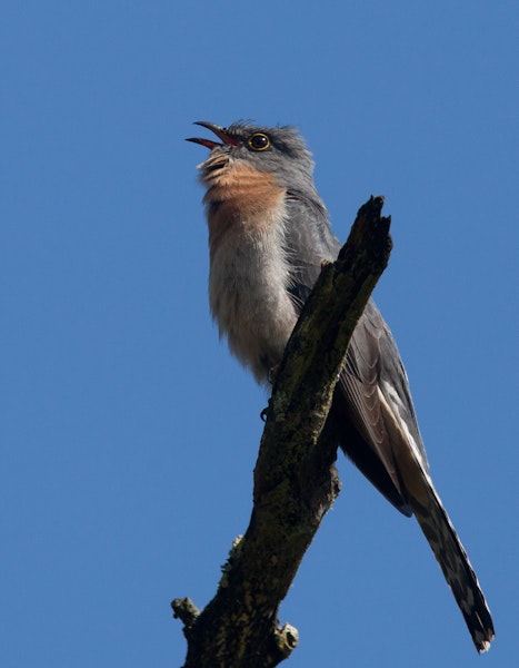 Fan-tailed cuckoo. Adult calling. Gippsland, Victoria, Australia, September 2009. Image © Sonja Ross by Sonja Ross.