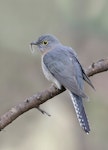 Fan-tailed cuckoo. Adult female with long-haired caterpillar. Glenfern Valley bushland, Upwey, Victoria, September 2018. Image © Ian Wilson 2018 birdlifephotography.org.au by Ian Wilson.