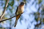 Fan-tailed cuckoo. Adult. Royal Park, Parkville, Victoria, July 2019. Image © Rodger Scott 2019 birdlifephotography.org.au by Rodger Scott.