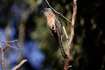 Fan-tailed cuckoo. Adult female. Royal Park, Parkville, Victoria, July 2019. Image © Rodger Scott 2019 birdlifephotography.org.au by Rodger Scott.