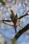 Fan-tailed cuckoo. Fledged juvenile. Canberra, January 2016. Image © RM by RM.