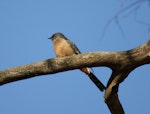 Fan-tailed cuckoo. Adult, recently arrived from migration. Canberra, Australia, August 2015. Image © RM by RM.