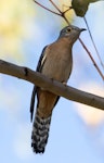 Fan-tailed cuckoo. Adult male. Gladstone, Queensland, July 2019. Image © Bruce McNaughton by Bruce McNaughton.