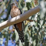 Fan-tailed cuckoo. Adult sitting on branch. Victoria, Australia, November 2017. Image © Duncan Watson by Duncan Watson.