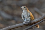 Fan-tailed cuckoo. Juvenile. Kangaroo Island, South Australia, March 2019. Image © Mark Lethlean 2019 birdlifephotography.org.au by Mark Lethlean.