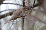 Fan-tailed cuckoo. Juvenile. Jerrabomberra Wetlands, Australian Capital Territory, March 2019. Image © Simon Pelling 2019 birdlifephotography.org.au by Simon Pelling.