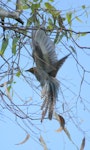 Fan-tailed cuckoo. Juvenile displaying 'fan-tail' while hunting for prey. Canberra, January 2016. Image © RM by RM.