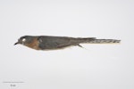 Fan-tailed cuckoo. Road-killed New Zealand specimen. Specimen registration no. OR.029289; image no. MA_I264354. Mountain Rd, Maungaturoto Rd, Northland, October 2010. Image © Te Papa.