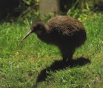 Southern brown kiwi | Tokoeka. Adult. Oban, Stewart Island, March 2023. Image © Glenn Pure by Glenn Pure.