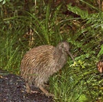 Southern brown kiwi | Tokoeka. Adult Stewart Island kiwi on bush track in daylight. Stewart Island, March 2015. Image © Glenda Rees by Glenda Rees.