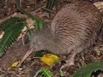 Southern brown kiwi | Tokoeka. Adult Stewart Island brown kiwi feeding at midday. Lords River, Stewart Island, May 2012. Image © Paul Peychers by Paul Peychers.