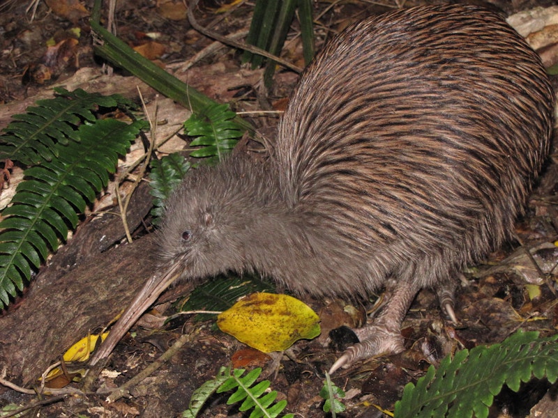 Southern brown kiwi | Tokoeka. Adult Stewart Island brown kiwi feeding at midday. Lords River, Stewart Island, May 2012. Image © Paul Peychers by Paul Peychers.