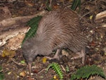 Southern brown kiwi | Tokoeka. Adult Stewart Island brown kiwi feeding at midday. Lords River, Stewart Island, May 2012. Image © Paul Peychers by Paul Peychers.