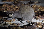 Southern brown kiwi | Tokoeka. Adult Stewart Island brown kiwi. Stewart Island, February 2010. Image © Duncan Watson by Duncan Watson.