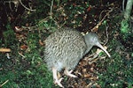 Southern brown kiwi | Tokoeka. Adult South Island brown kiwi. Resolution Island, Fiordland, January 1987. Image © Department of Conservation ( image ref:10033903 ) by Rogan Colbourne, Department of Conservation.