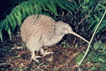 Southern brown kiwi | Tokoeka. Adult Stewart Island brown kiwi. Mount Bruce Wildlife Centre, July 1978. Image © Department of Conservation ( image ref: 10035731 ) by John Kendrick, Department of Conservation .