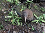 Southern brown kiwi | Tokoeka. Adult Stewart Island tokoeka. Deep Bay, Stewart Island, October 2022. Image © Benjamin Ramos by Benjamin Ramos.