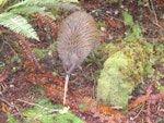 Southern brown kiwi | Tokoeka. Adult Stewart Island brown kiwi. Stewart Island, March 2010. Image © Lisa Babcock by Lisa Babcock.