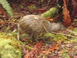 Southern brown kiwi | Tokoeka. Adult Stewart Island brown kiwi. Stewart Island, March 2010. Image © Lisa Babcock by Lisa Babcock.