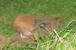 Southern brown kiwi | Tokoeka. Adult Stewart Island kiwi. Masons Bay, Stewart Island, May 2007. Image © Dave Saunders by Dave Saunders.