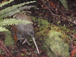 Southern brown kiwi | Tokoeka. Adult Stewart Island brown kiwi. Stewart Island, March 2010. Image © Lisa Babcock by Lisa Babcock.