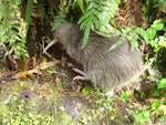 Southern brown kiwi | Tokoeka. Adult in undergrowth. Milford Track, Fiordland National Park, November 2009. Image © Department of Conservation ( image ref: 10066524 ) by Anne Russell Department of Conservation.