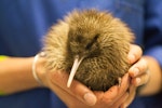 Southern brown kiwi | Tokoeka. Captive-bred Haast tokoeka chick. Willowbank Wildlife Park, January 2011. Image © Sabine Bernert by Sabine Bernert.