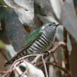 Shining cuckoo | Pīpīwharauroa. Adult. Mapua, Tasman district, October 2016. Image © Rob Lynch by Rob Lynch.