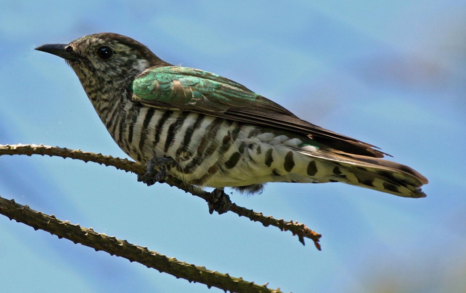 Shining cuckoo | Pīpīwharauroa. Adult. Wellington, January 2009. Image © Duncan Watson by Duncan Watson.