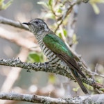 Shining cuckoo | Pīpīwharauroa. Adult. Bay of Islands, December 2015. Image © Paul Shaw by Paul Shaw.