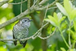 Shining cuckoo | Pīpīwharauroa. Adult near a grey warbler nest (another cuckoo was also present). Manawatu, October 2017. Image © Imogen Warren by Imogen Warren.