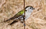 Shining cuckoo | Pīpīwharauroa. Adult. Haast Pass, October 2013. Image © Nathan Hill by Nathan Hill.