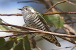 Shining cuckoo | Pīpīwharauroa. Adult. Waimea Estuary, Mapua, October 2016. Image © Rob Lynch by Rob Lynch.