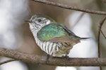 Shining cuckoo | Pīpīwharauroa. Adult. Waimea Estuary, Mapua, October 2016. Image © Rob Lynch by Rob Lynch.