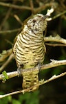 Shining cuckoo | Pīpīwharauroa. Ventral view of adult. Wanganui, November 2010. Image © Ormond Torr by Ormond Torr.