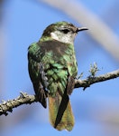 Shining cuckoo | Pīpīwharauroa. Dorsal view of adult. Wanganui, November 2012. Image © Ormond Torr by Ormond Torr.