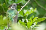 Shining cuckoo | Pīpīwharauroa. Adult near a grey warbler nest (another cuckoo was also present). Manawatu, October 2017. Image © Imogen Warren by Imogen Warren.